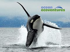 Cowichan Bay Whale Watching Eco Tour  3.5-4 Hours
